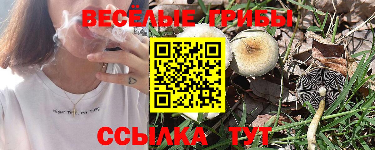 Карачаевск  Галлюциногенные грибы GOLDEN TEACHER  Вход с VPN  Галлюциногенные грибы Magic Shrooms 